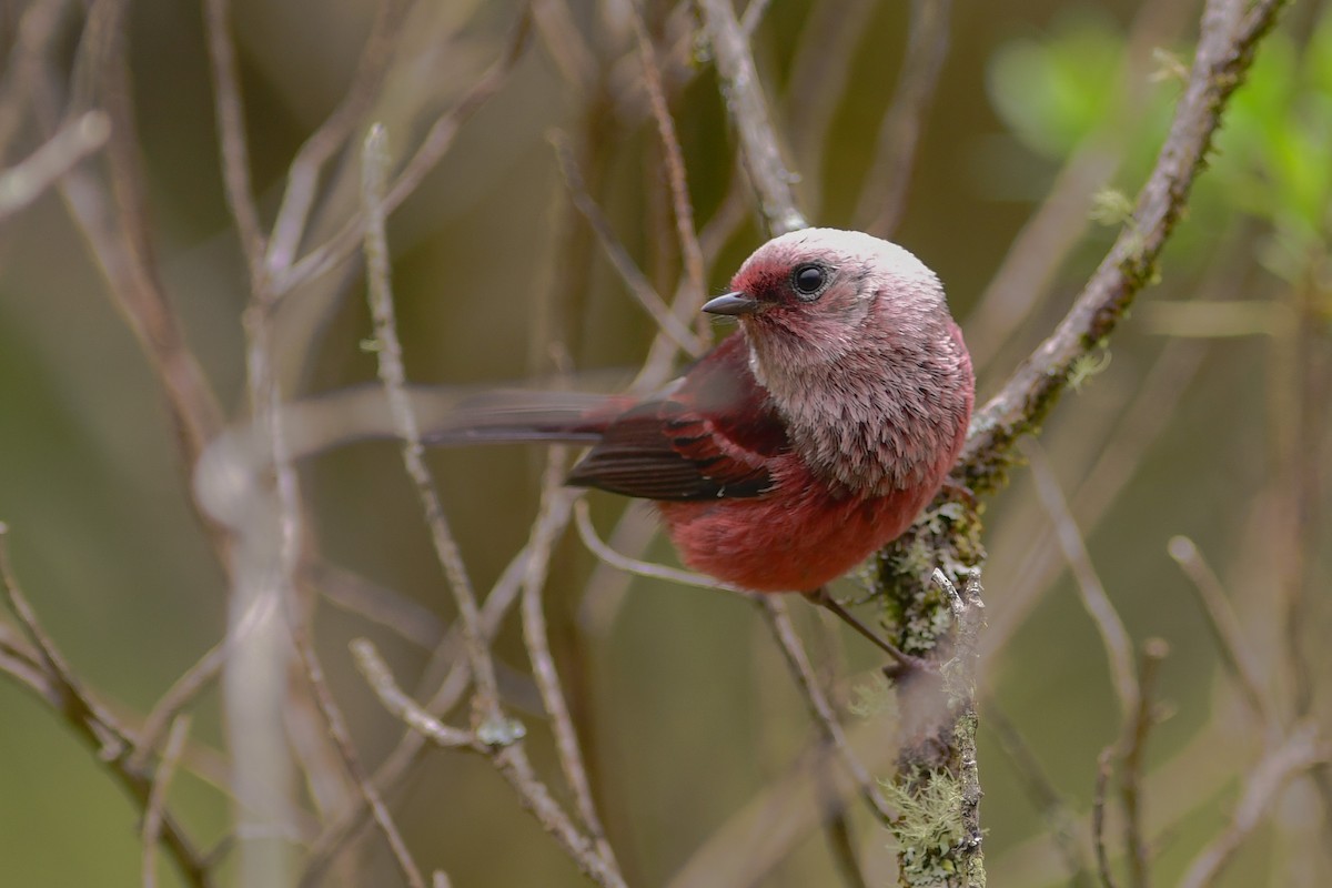 Pink-headed Warbler - ML343741131