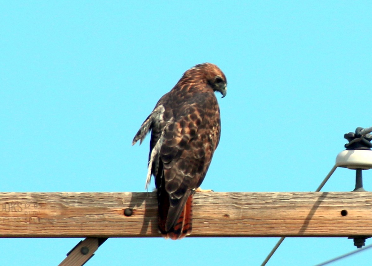 Red-tailed Hawk - Angela Conry