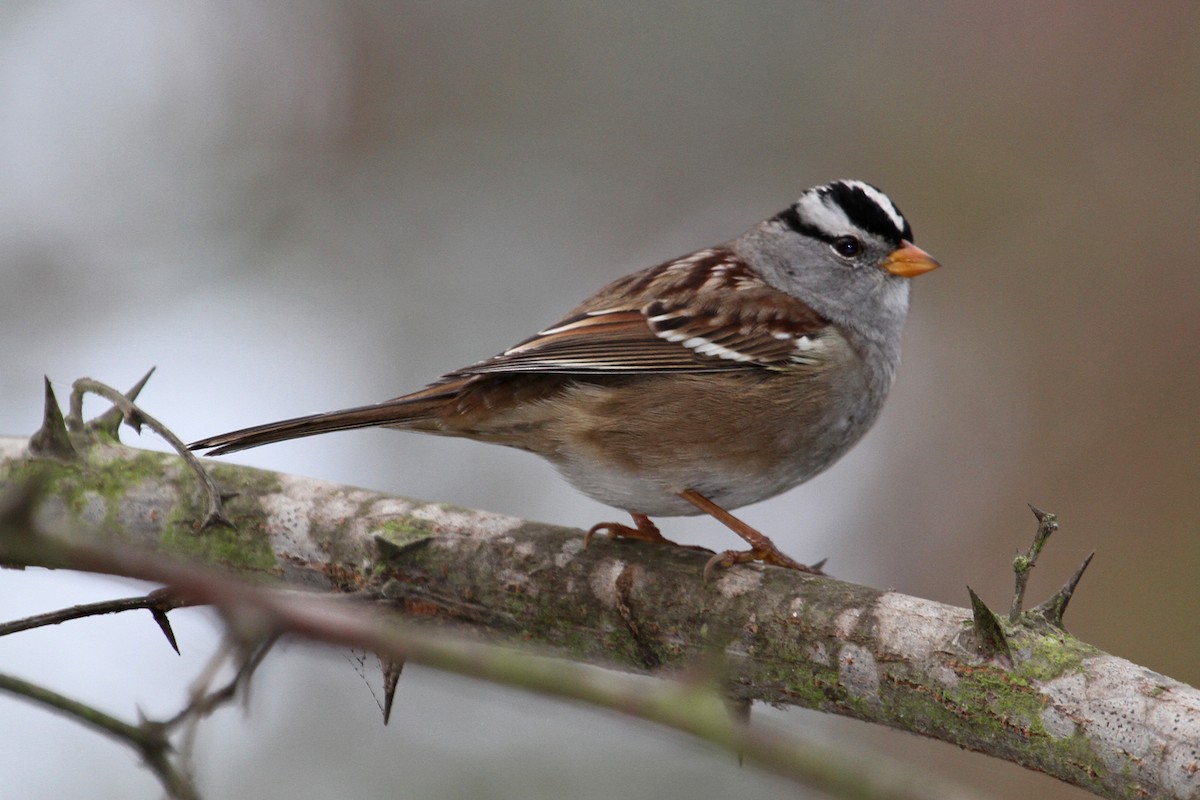 White-crowned Sparrow (Gambel's) - ML34374531