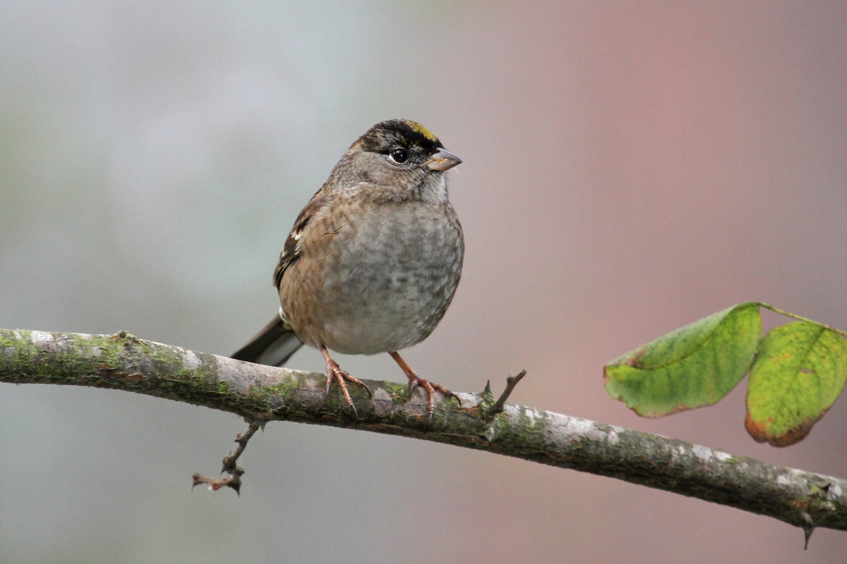 Golden-crowned Sparrow - Jamie Chavez