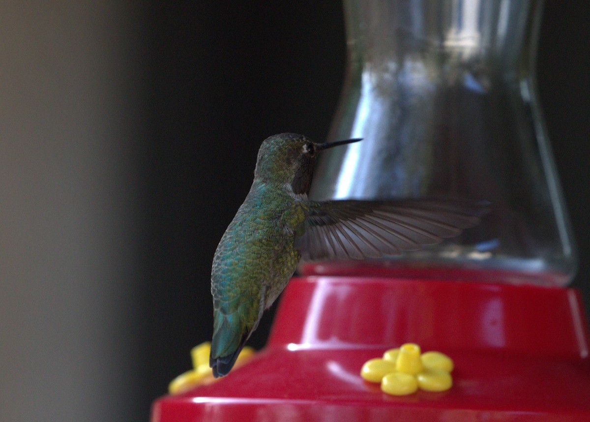 Anna's Hummingbird - ML34374641