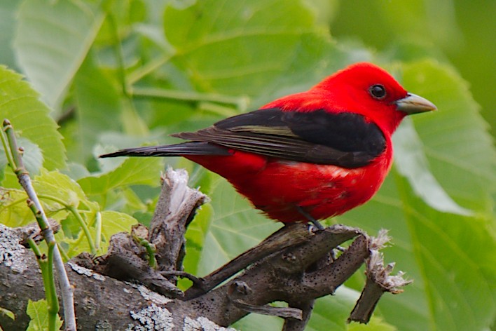 Scarlet Tanager - ML343751001