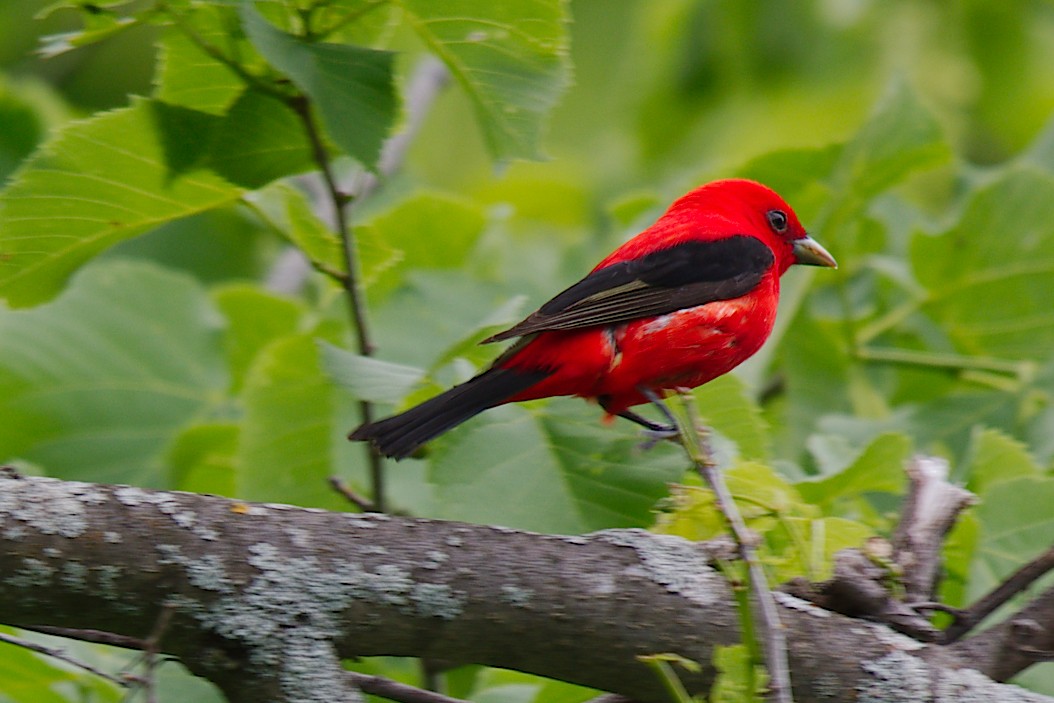 Scarlet Tanager - George Ross