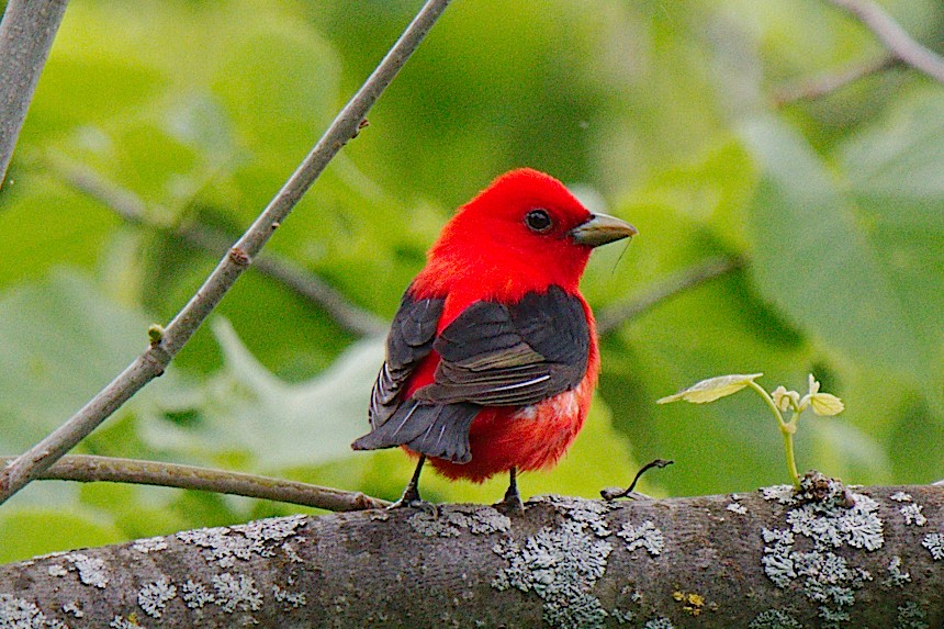 Scarlet Tanager - ML343751021