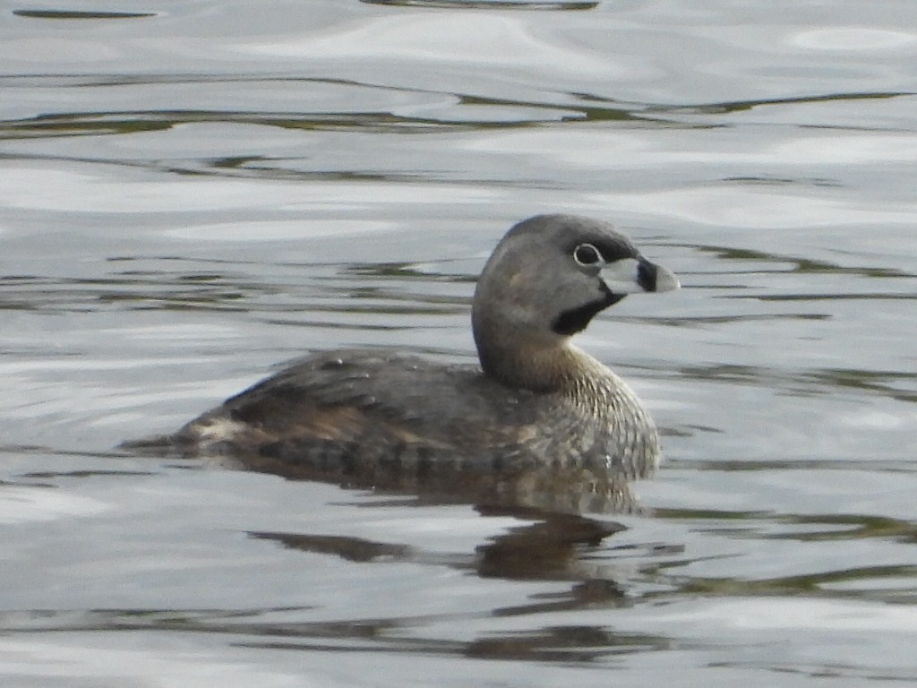 Pied-billed Grebe - Barry Reed