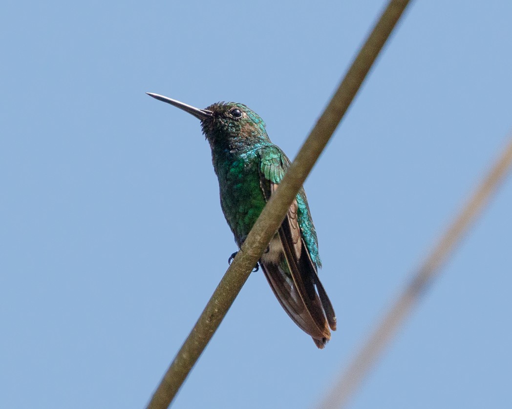 Blue-tailed Emerald - ML343754831
