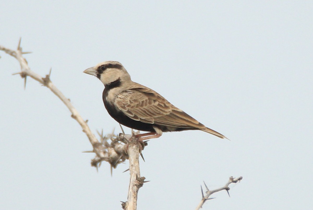 Ashy-crowned Sparrow-Lark - Aravind Amirtharaj