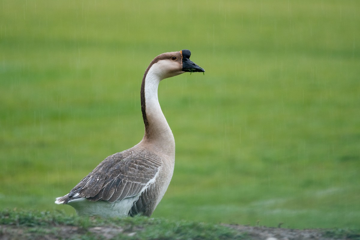 Swan Goose (Domestic type) - ML343763451