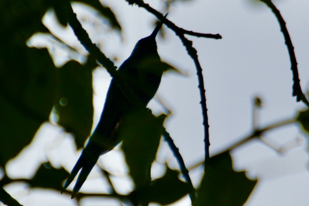 Swallow-tailed Hummingbird - ML343773441