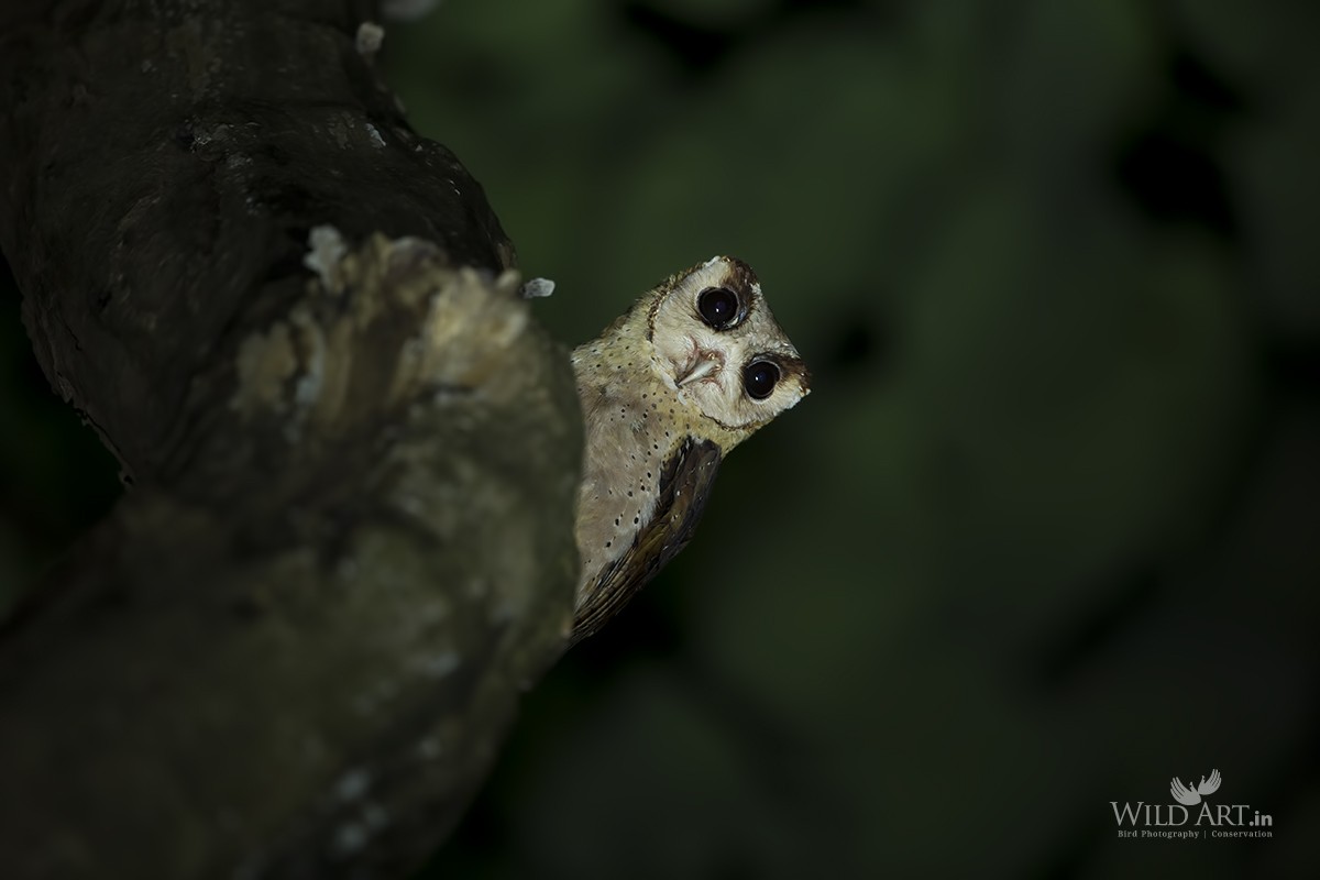 Sri Lanka Bay-Owl - Esha Munshi
