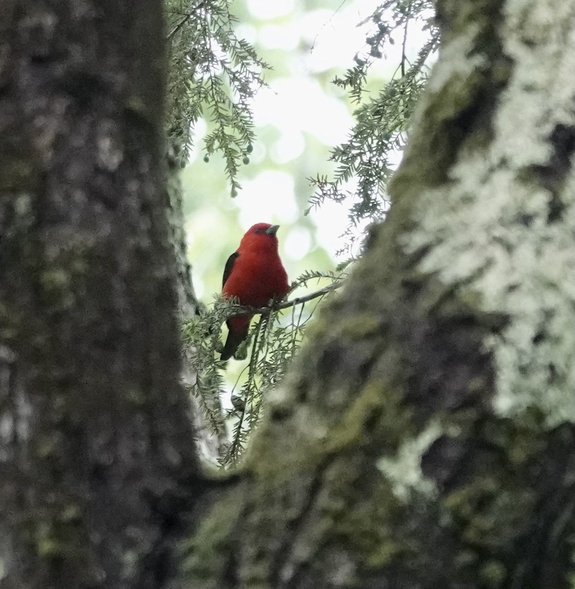 Scarlet Tanager - Jeanne-Marie Maher