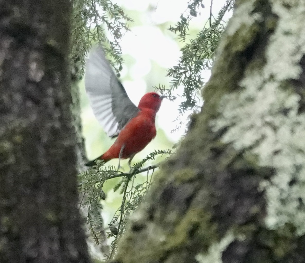Scarlet Tanager - ML343788541