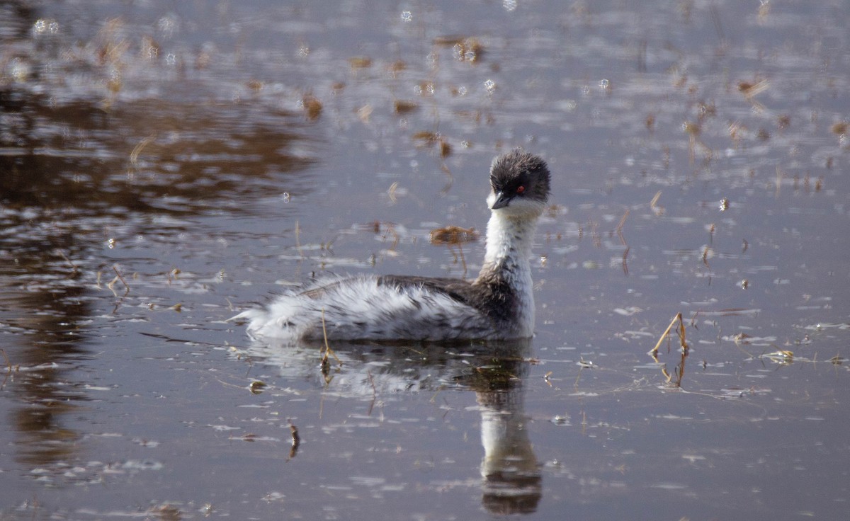 Silvery Grebe (Andean) - ML343791411
