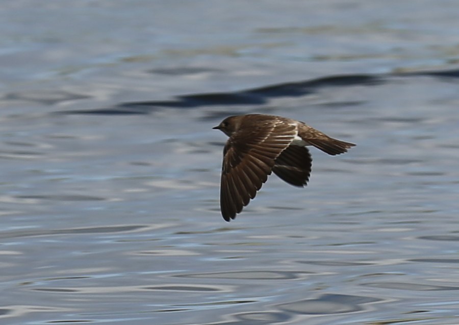 Northern Rough-winged Swallow - ML343795031