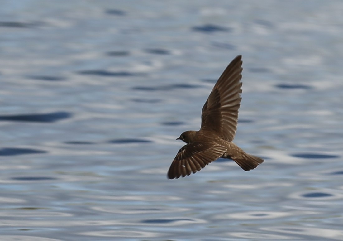 Northern Rough-winged Swallow - Dale Adams