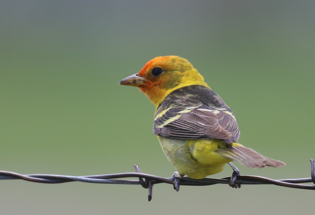 Western Tanager - ML343795301