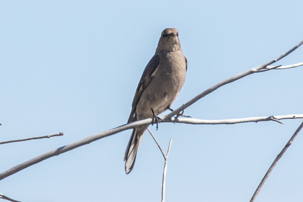 Townsend's Solitaire - ML343803681