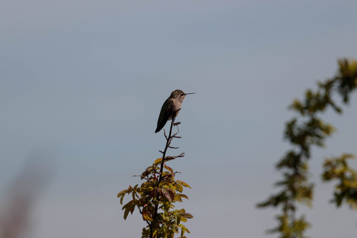 Anna's Hummingbird - Jefferson Ashby
