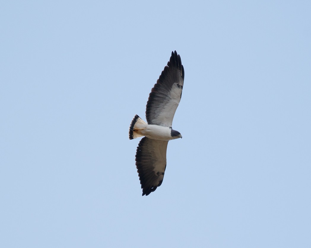 White-tailed Hawk - ML343810701