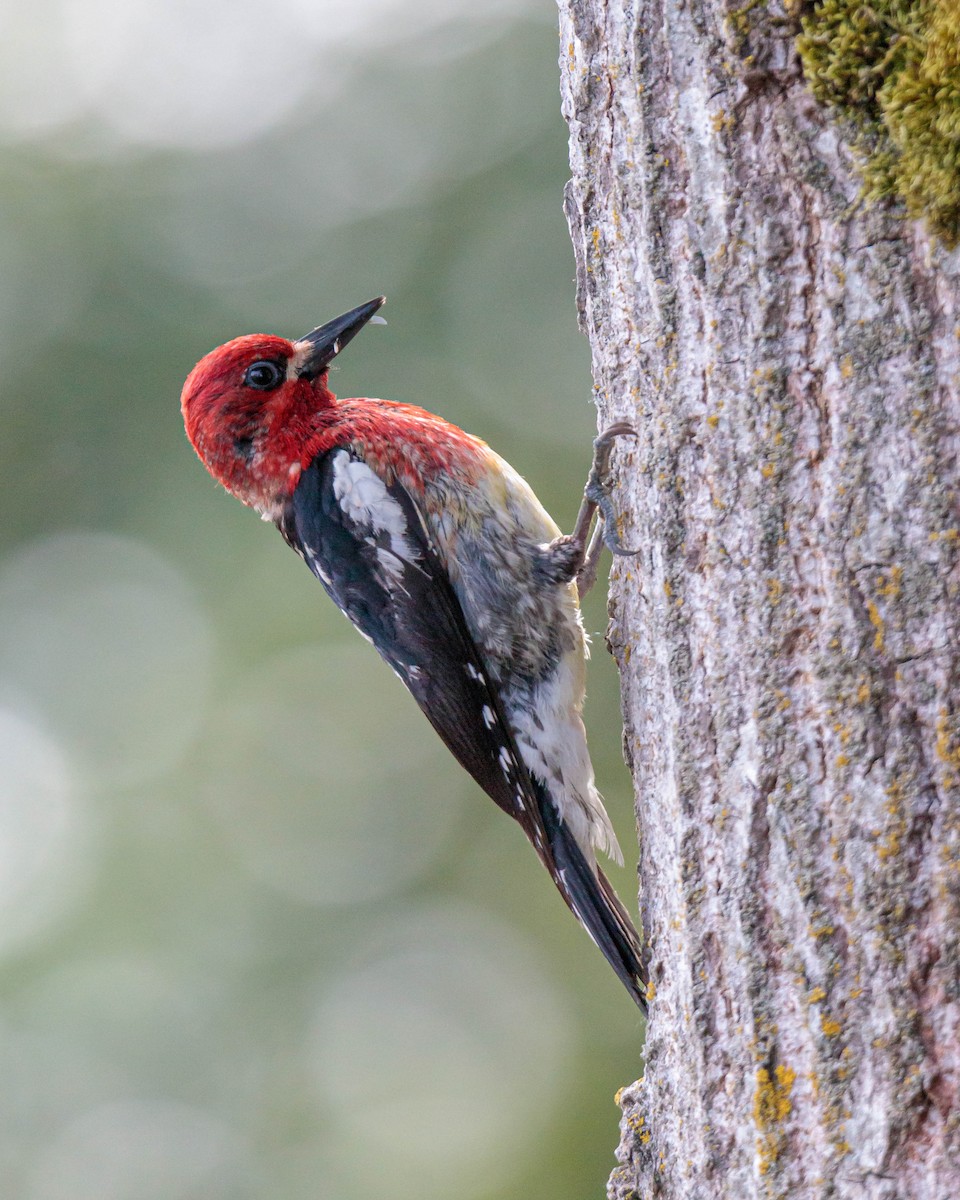 Red-breasted Sapsucker - ML343811091