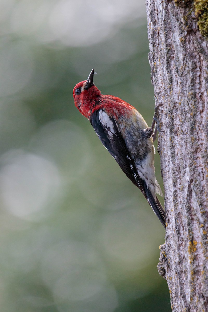 Red-breasted Sapsucker - ML343811111