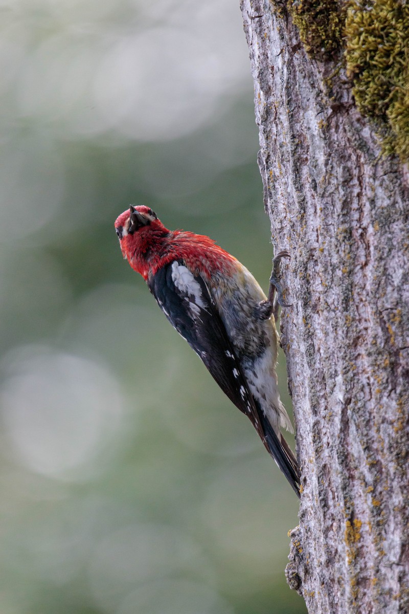 Red-breasted Sapsucker - ML343811121