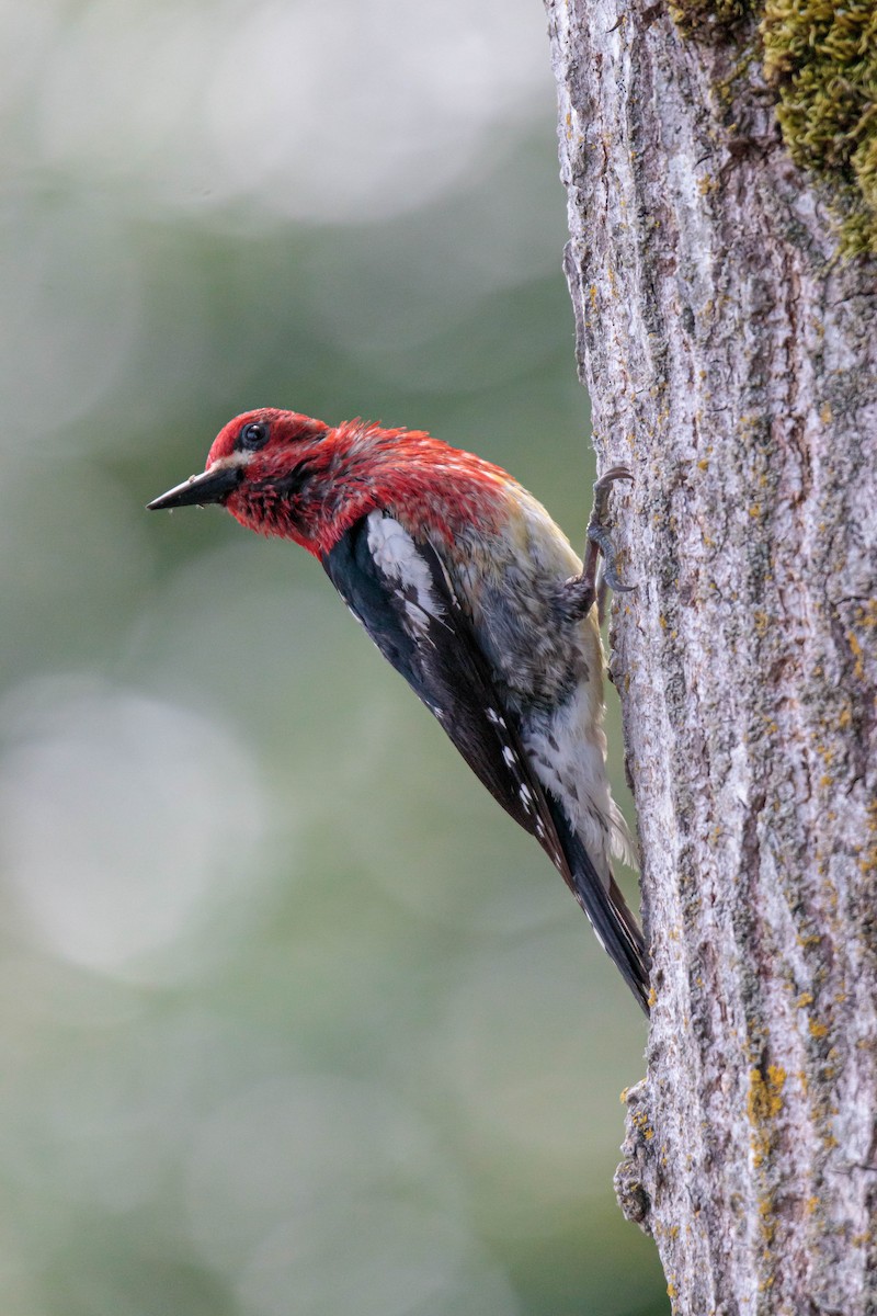 Red-breasted Sapsucker - Jefferson Ashby