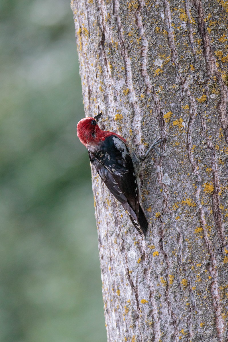 Red-breasted Sapsucker - ML343811171