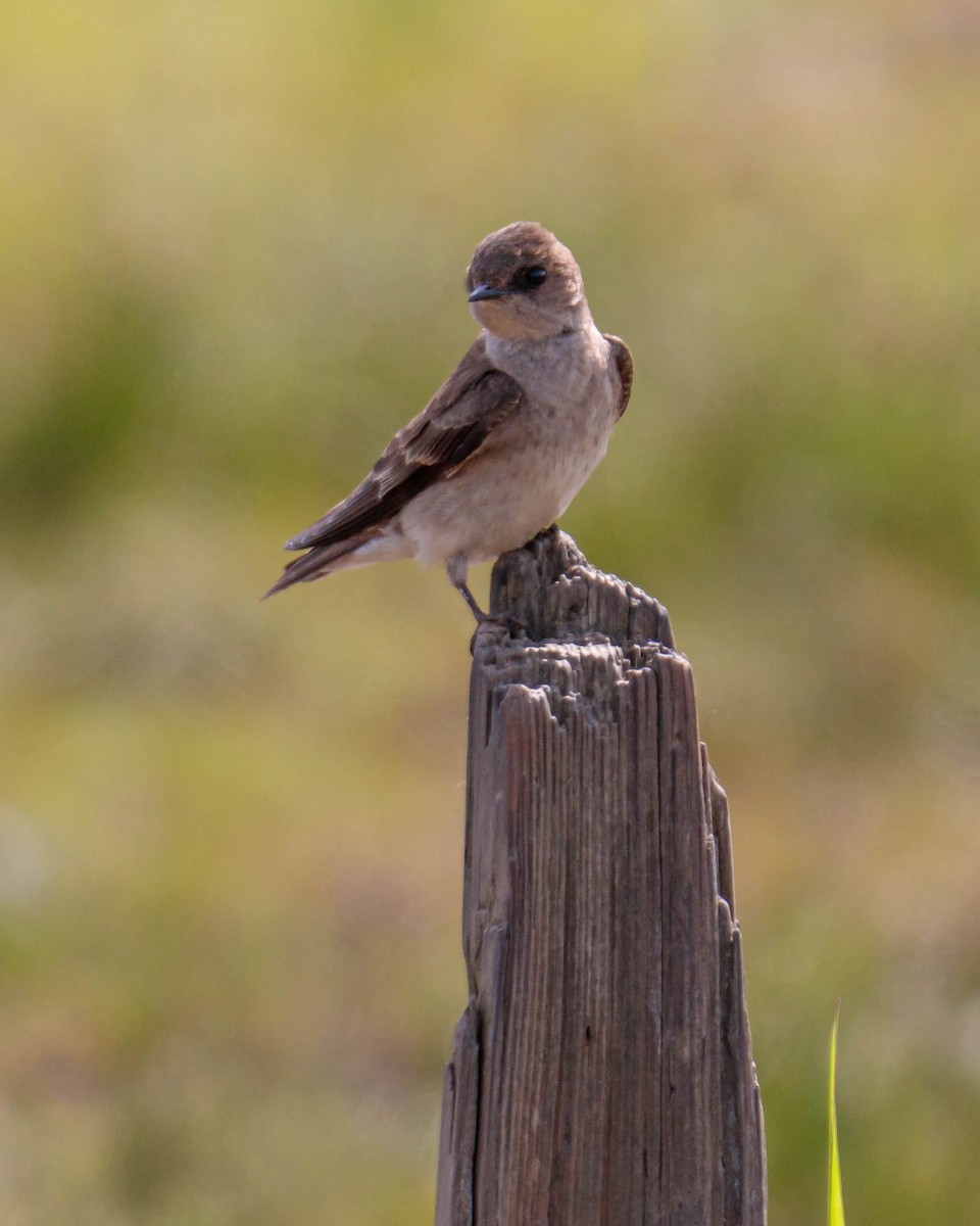 Northern Rough-winged Swallow - ML343811231