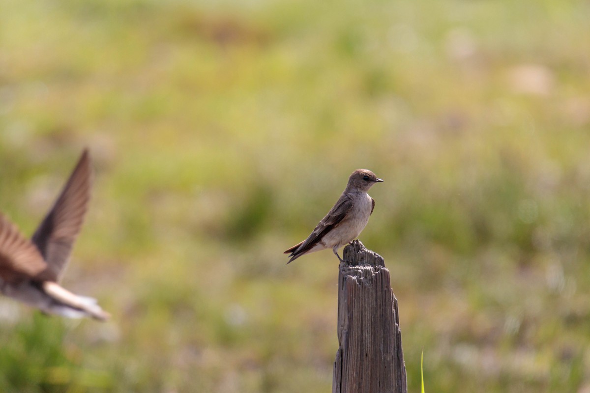 Northern Rough-winged Swallow - Jefferson Ashby