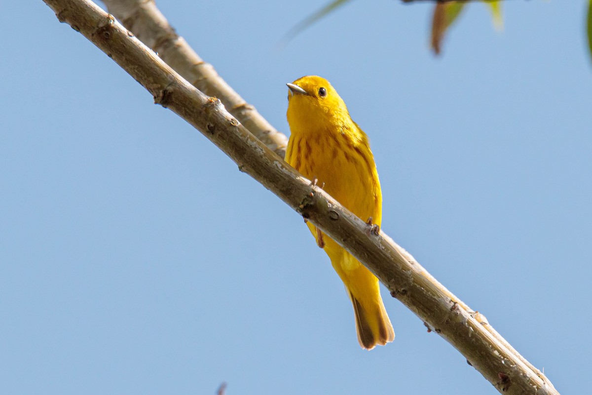 Yellow Warbler - ML343812901