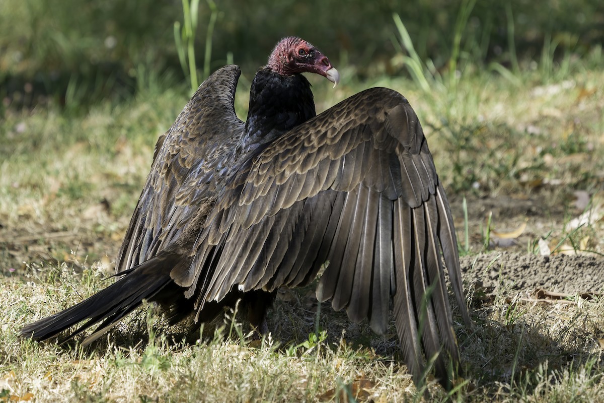 Turkey Vulture - ML343813881