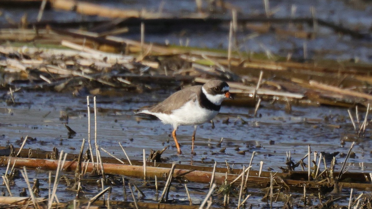 Semipalmated Plover - ML343814231