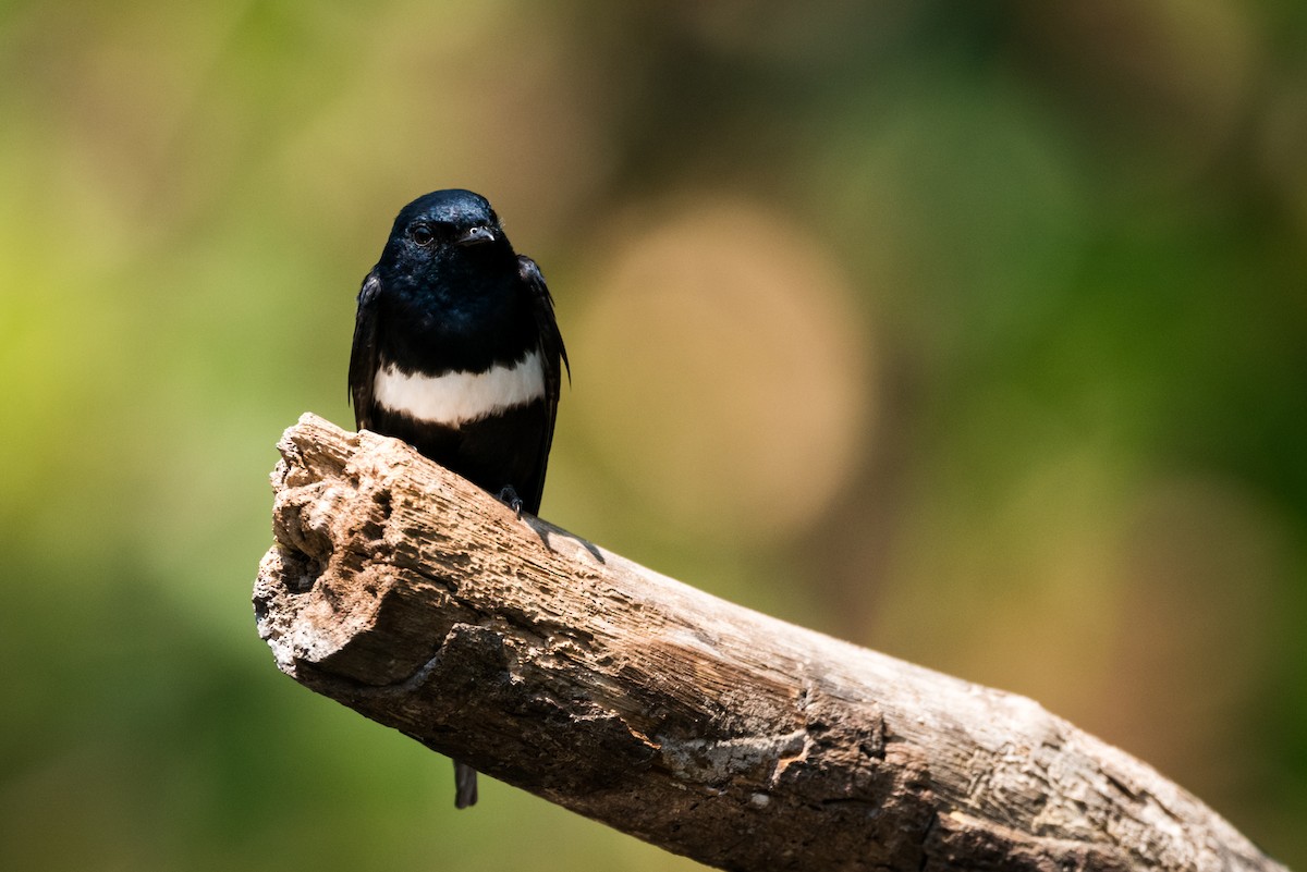 White-banded Swallow - ML343814691