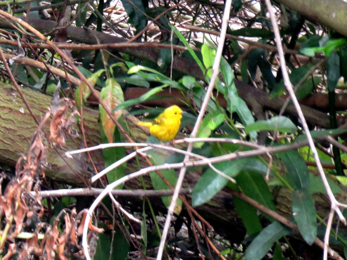 Yellow Warbler - ML343822431