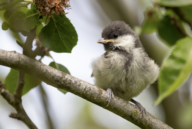 Fledgling, ventral view. - Great Tit - 