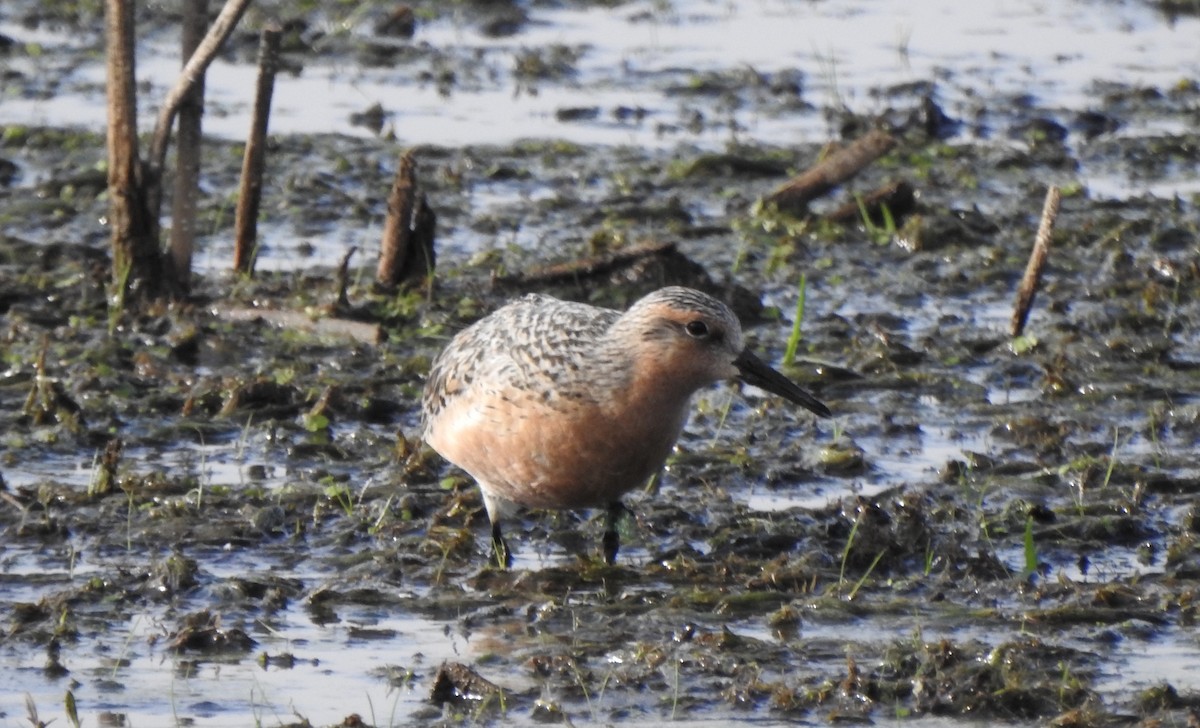 Red Knot - ML343825541