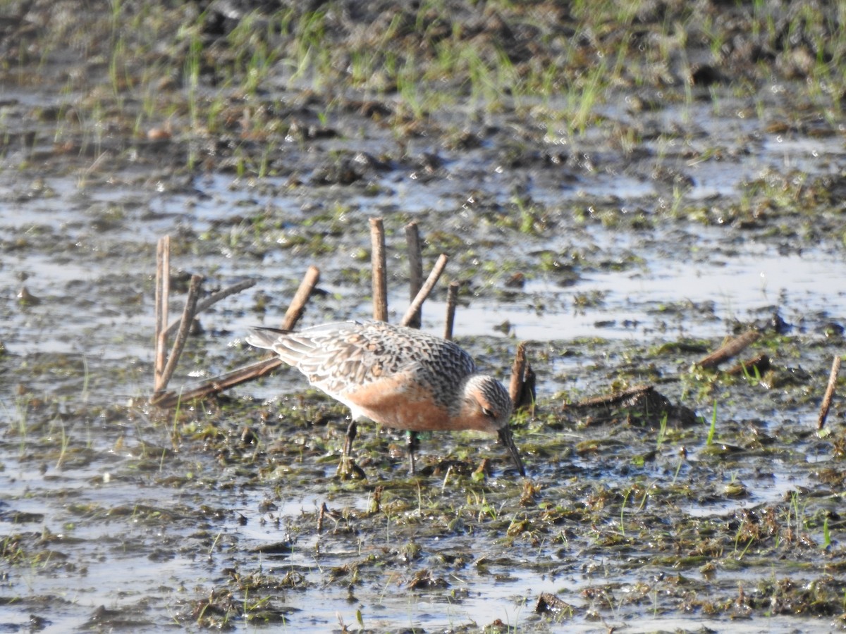Red Knot - ML343825641