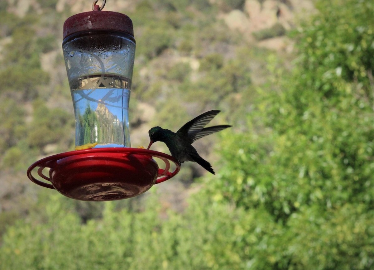 Broad-billed Hummingbird - ML343826311