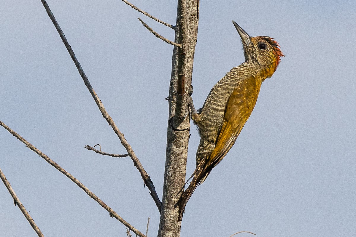 Yellow-eared Woodpecker - ML343831551