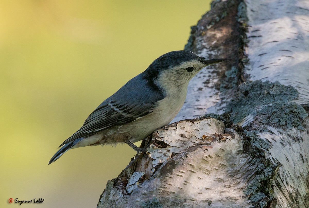 White-breasted Nuthatch - ML34383701