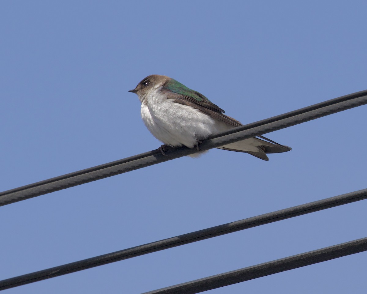 Violet-green Swallow - ML343839761