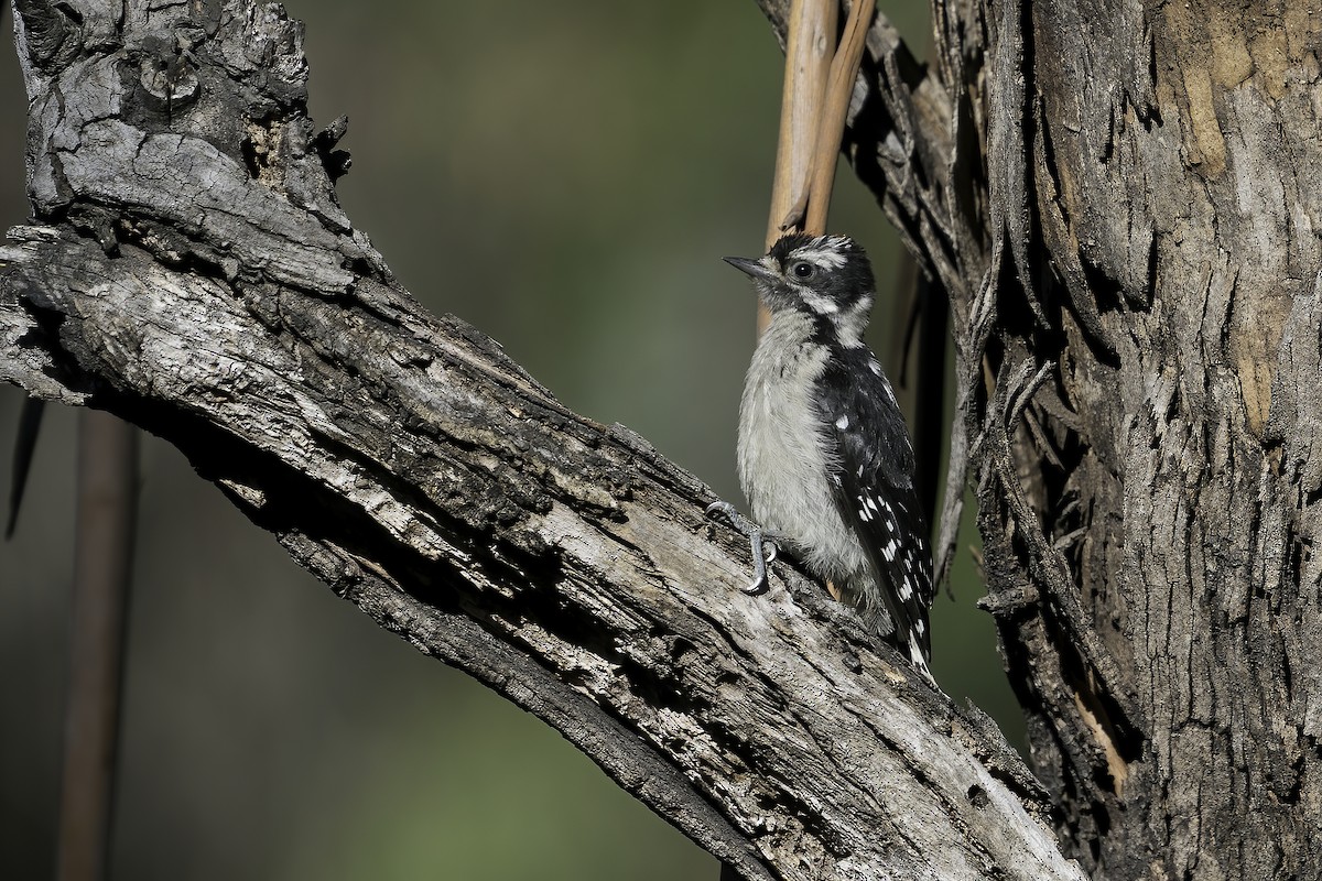 Downy Woodpecker (Pacific) - ML343845171