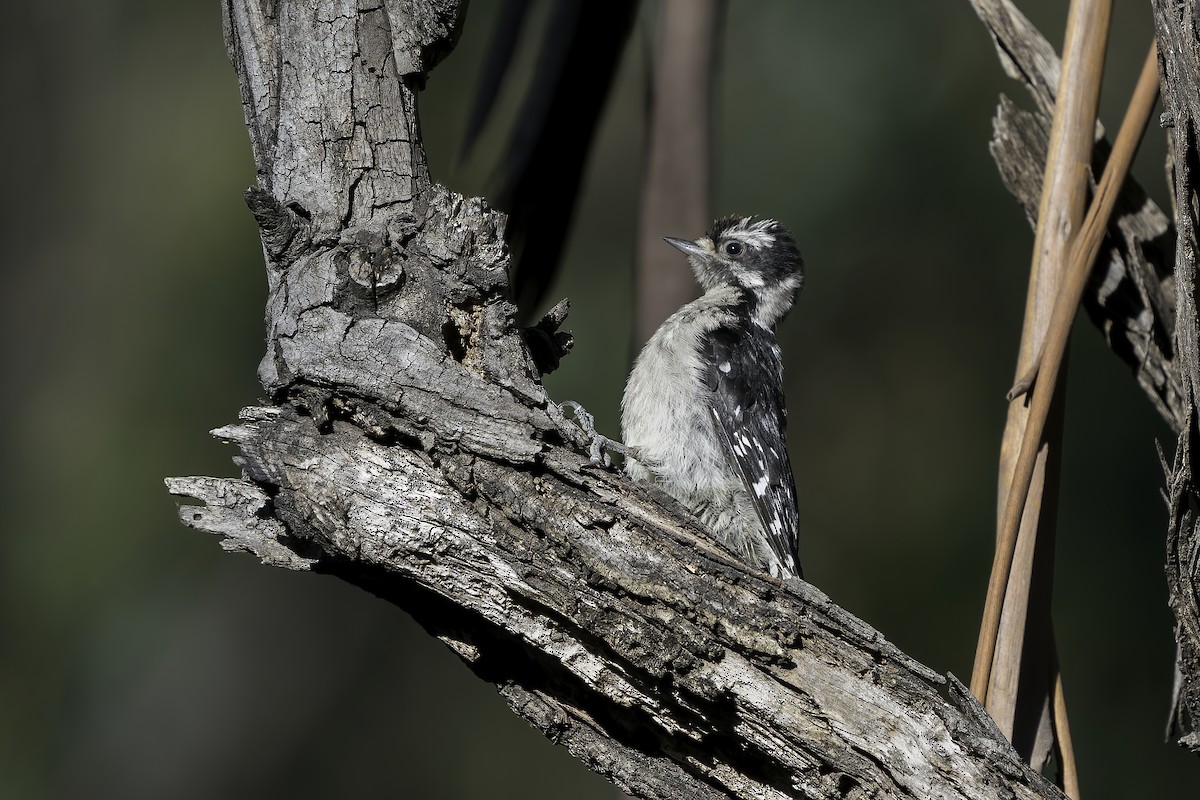 Downy Woodpecker (Pacific) - ML343845201