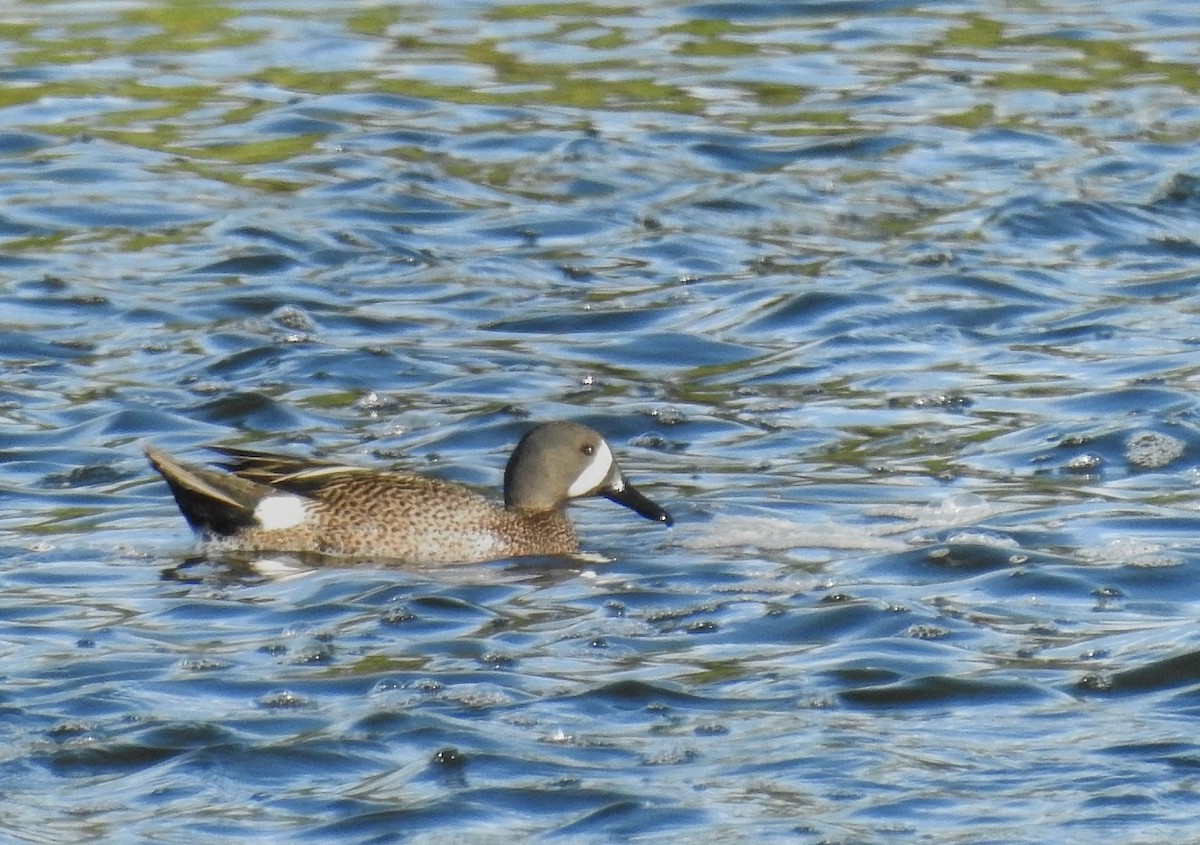 Blue-winged Teal - ML343851581