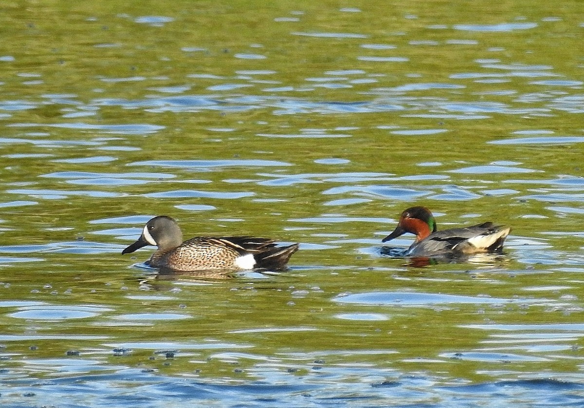 Green-winged Teal - ML343851761
