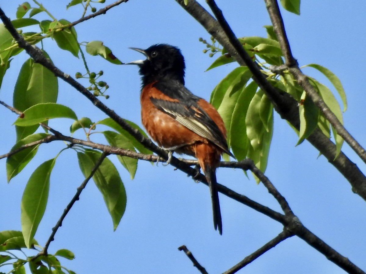 Orchard Oriole - ML343852331