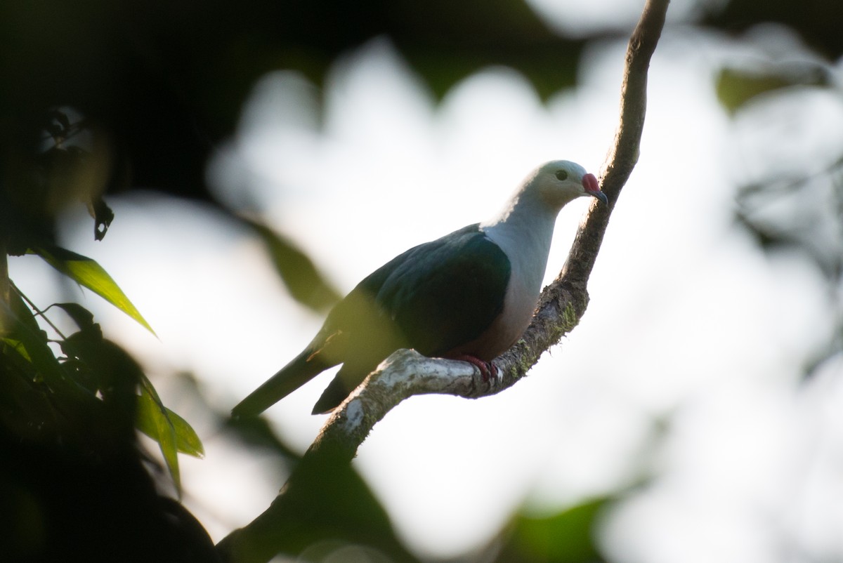 Red-knobbed Imperial-Pigeon - ML34385481