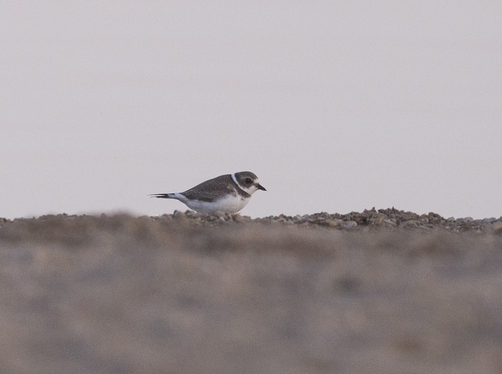Semipalmated Plover - Stefan Minnig