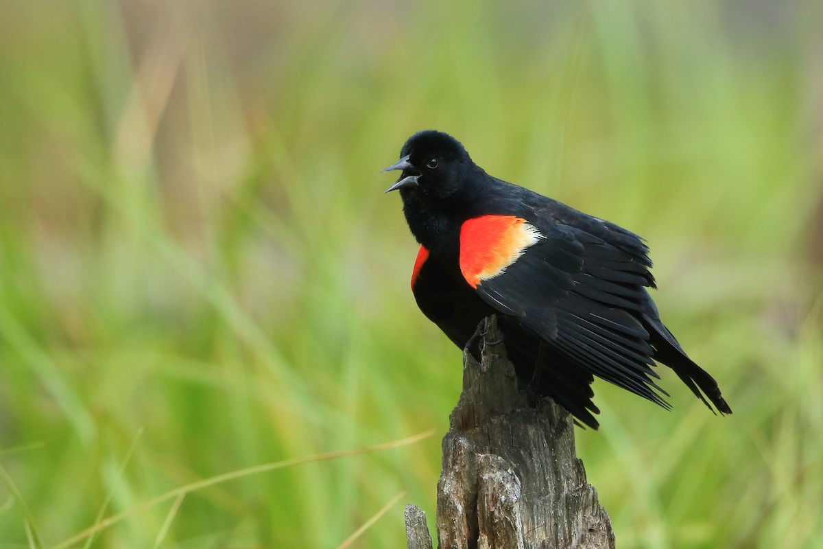 Red-winged Blackbird - Serge Rivard